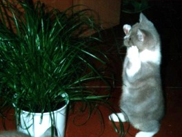 Ali. beim Versuch das Katzengras zu erschrecken