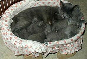 Gina mit ihren 4 Babies (Evita, Eliza, Ernie und Eddie). 