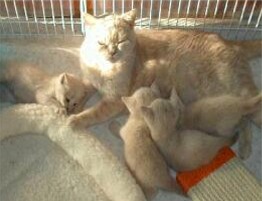 Elfi mit ihren vier Babies (Felix, Freddy, Freya und Farah) 