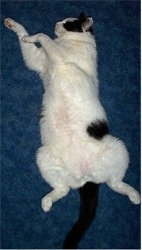 Nero und sein Waschbettbauch