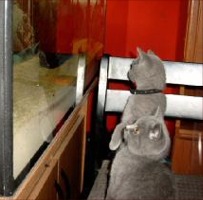jake und elwood vor ihrem privaten Aquarium-Fernseher