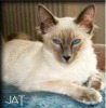 Balinese Blue  Point