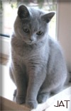 BKH-Katze, blue