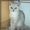 Britisch Kurzhaar Katze - black-silver-shaded