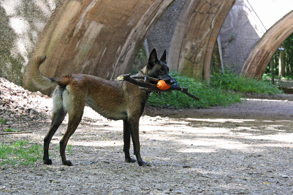 hundebegegnungen003.jpg