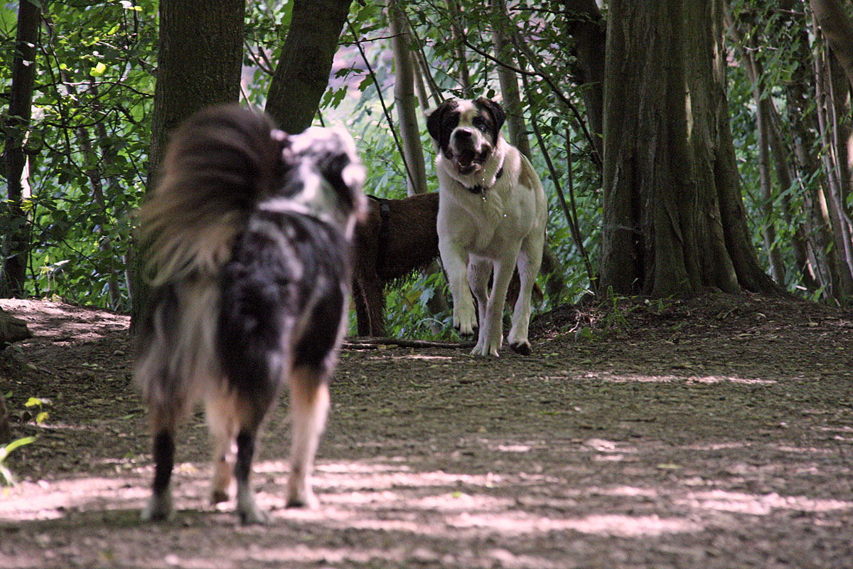 hundebegegnungen006.jpg