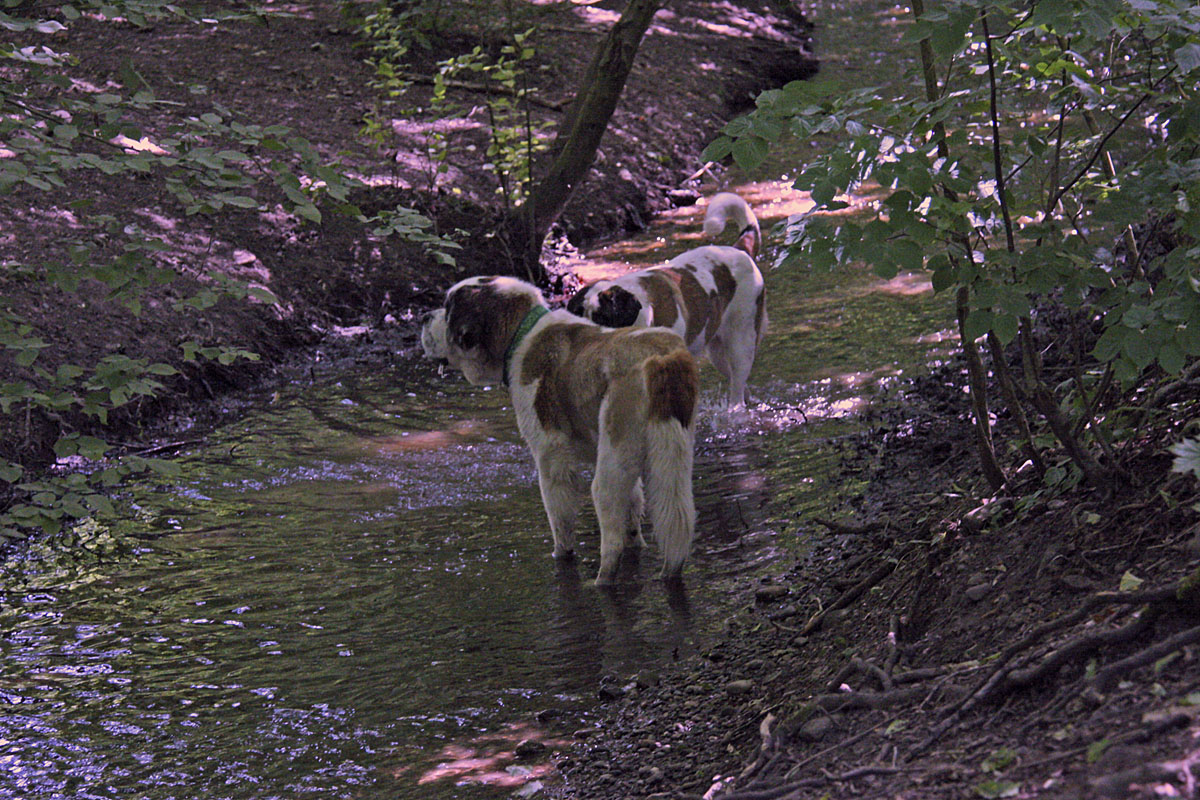 hundebegegnungen008.jpg