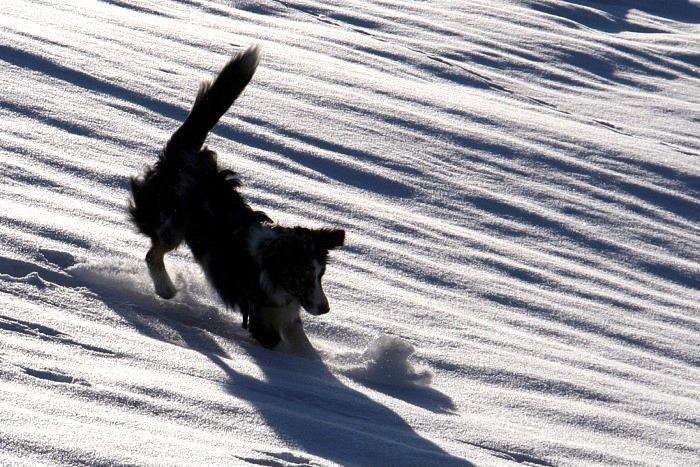engelberg17.jpg - ...und im Spiel mit dem Schneeball, welchen er mit Begeisterung mit seinen Pfoten vorwärts treibt