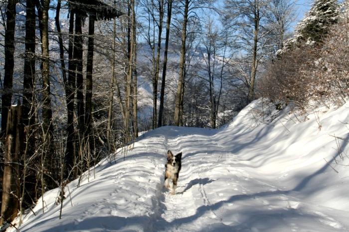 engelberg30.jpg - ...in diesem Waldstück...