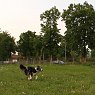 1.5.09_longieren013
