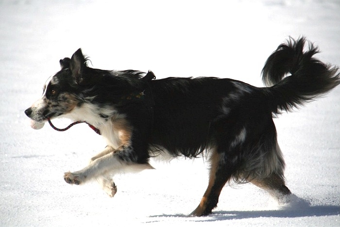 003_staffelegg.jpg - ...wird seine Ball-Tragetechnik...