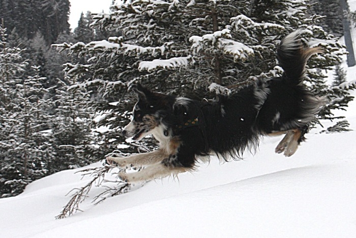 ladis052.jpg - Jason liebt es, riesen Sprünge in den Tiefschnee zu machen