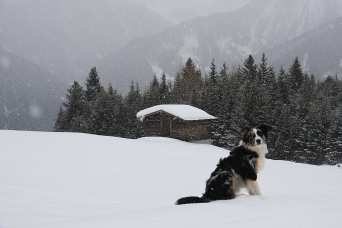ladis203.jpg - Es war trotz nicht ganz optimaler Wetterbedingungen toll und Jason hat nicht nur den Tiefschnee....