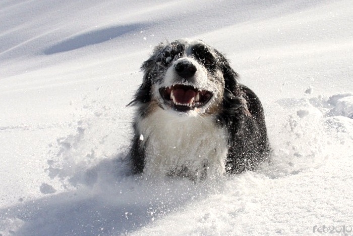 jason005.jpg - ...Hund sich zwischendurch als Schneepflug betätigt ;-)